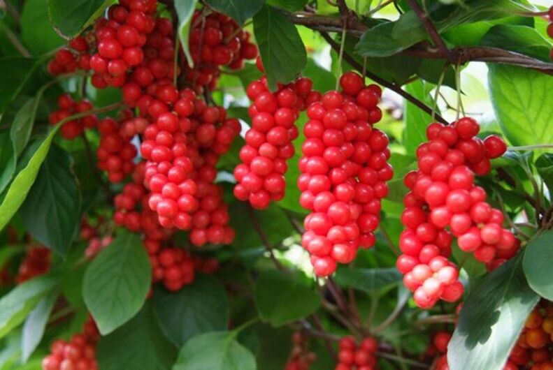 Schisandra potentsi suurendamiseks